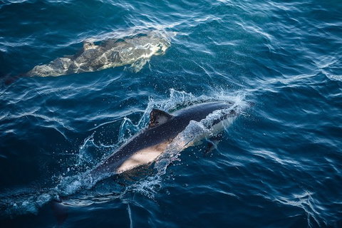 Sydney Whale-Watching Cruise - Palm Beach Accommodation 11