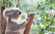 Blue Mountains Luxury Small Group Touring Experience - With Rides - thumb 0
