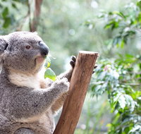 Blue Mountains Luxury Small Group Touring Experience - With Rides - Palm Beach Accommodation
