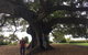 Private Tour: Half-Day Iconic Sydney - thumb 25