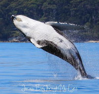 Whale Watching Jervis Bay - Palm Beach Accommodation