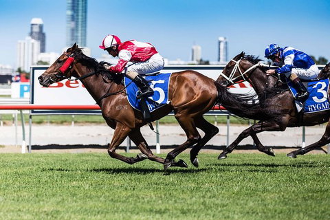 Sydney Harbour Melbourne Cup Cruise - Palm Beach Accommodation 2