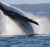 Jervis Bay Whale Watching Tour - Palm Beach Accommodation