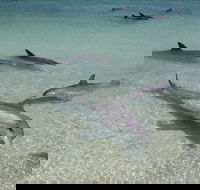 Dolphins of Monkey Mia - Palm Beach Accommodation
