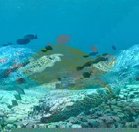 Flinders Reef Dive Site - Palm Beach Accommodation