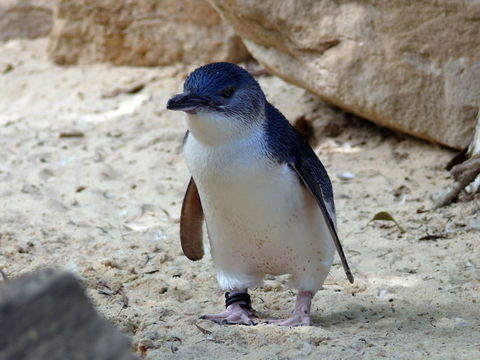 Granite Island Nature Park - Guided Penguin Tours - Palm Beach Accommodation 0