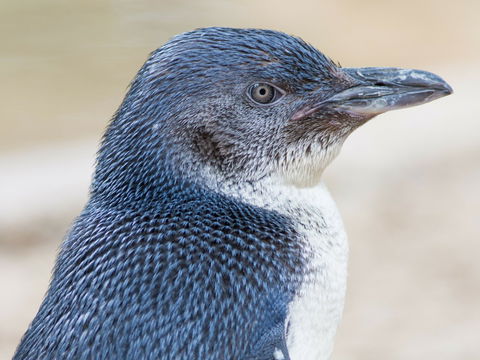 Granite Island Nature Park - Guided Penguin Tours - Palm Beach Accommodation 1