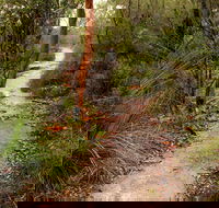 Great North walk - Brisbane Water National Park - Palm Beach Accommodation