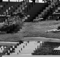 Hunter Valley Zoo - Palm Beach Accommodation