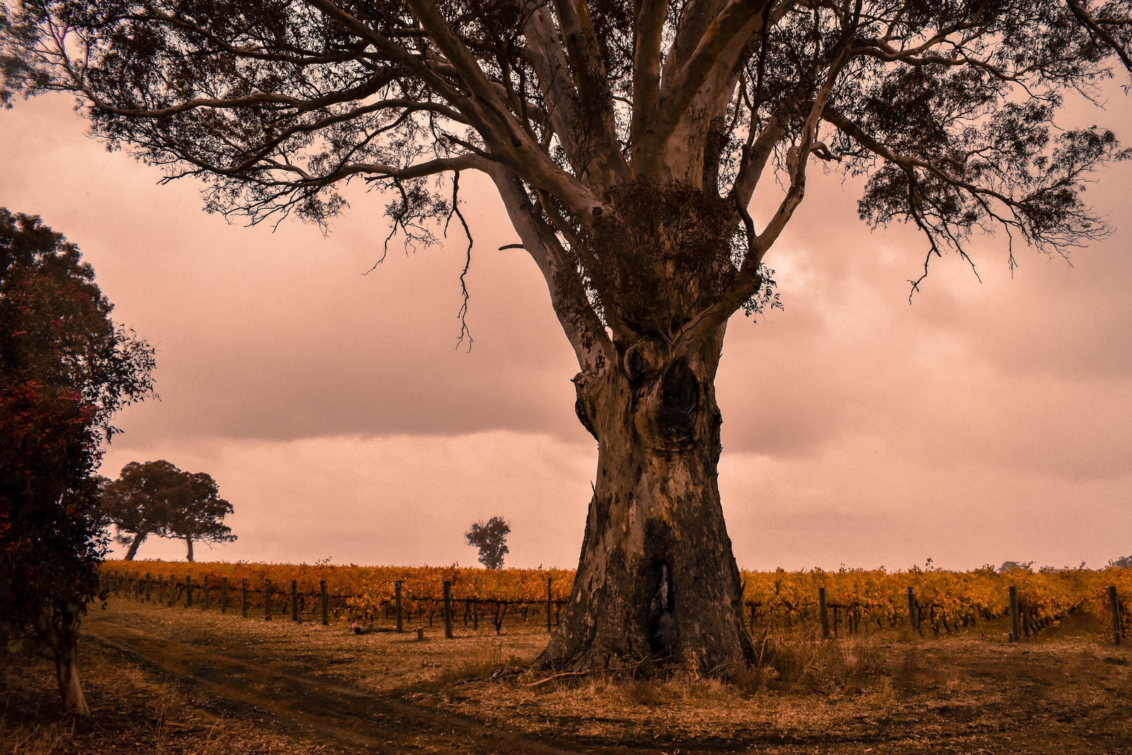 South East And Limestone Coast SA Palm Beach Accommodation
