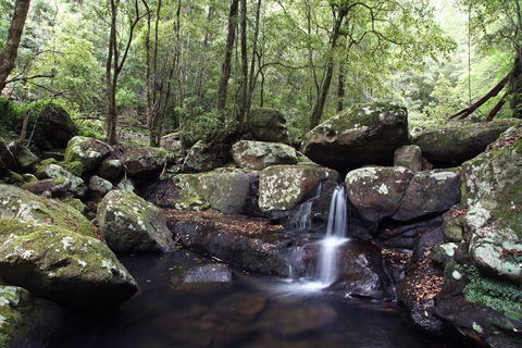 Kangaroo River - Palm Beach Accommodation 0
