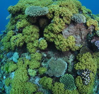 Keeper Reef Dive Site - Palm Beach Accommodation