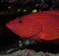 Maori Wrasse Bommie Dive Site - Palm Beach Accommodation