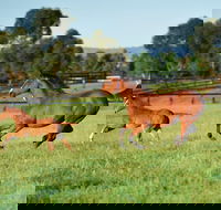 Scone - Palm Beach Accommodation