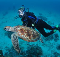 Second Reef Dive Site - Palm Beach Accommodation