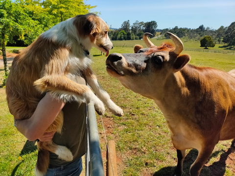 The Truffledore - Palm Beach Accommodation 2