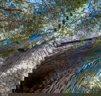 Wallumatta Nature Reserve - Palm Beach Accommodation