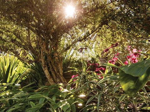 Wendy Whiteley's Secret Garden - Palm Beach Accommodation 1