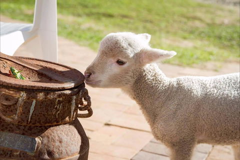 White Ridge Farm - Palm Beach Accommodation 2