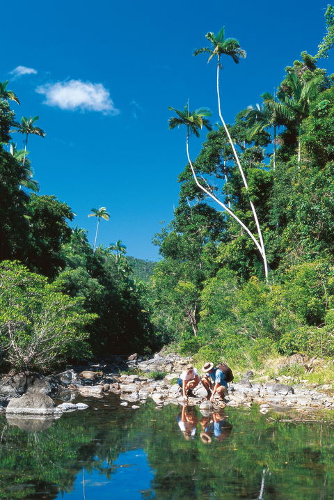Airlie Beach To Cedar Creek Falls - Palm Beach Accommodation 1