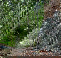 Blue Gum loop trail - Palm Beach Accommodation