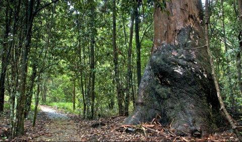 Blue Gum Loop Trail - Palm Beach Accommodation 0