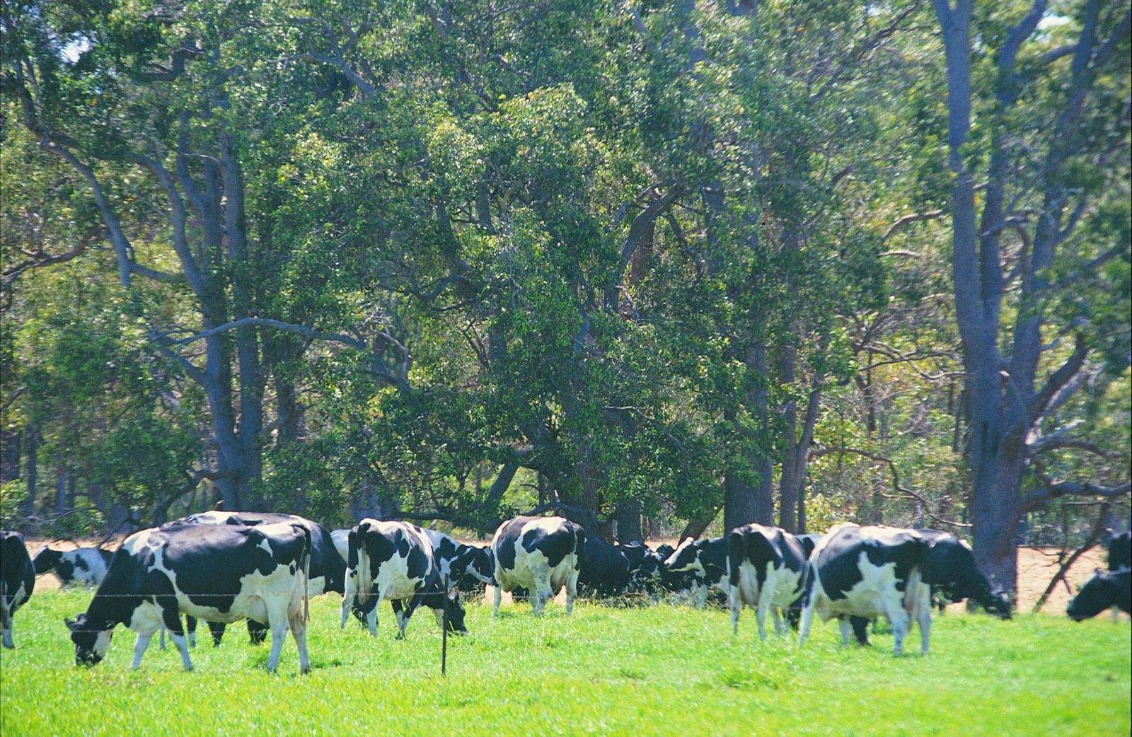 Boyanup WA Palm Beach Accommodation