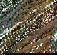 Bundagaree Rainforest Walk - Palm Beach Accommodation