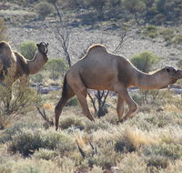 Canning Stock Route - Palm Beach Accommodation