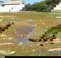 Cape Borda Lightstation - Flinders Chase National Park - Palm Beach Accommodation