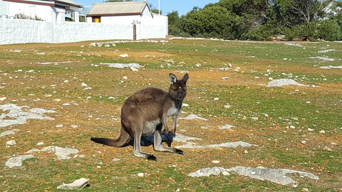 Cape Borda Lightstation - Flinders Chase National Park - Palm Beach Accommodation 0