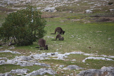 Cape Borda Lightstation - Flinders Chase National Park - Palm Beach Accommodation 2