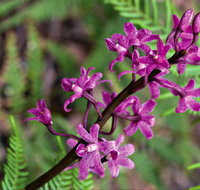 Cassinia Walking Track - Palm Beach Accommodation