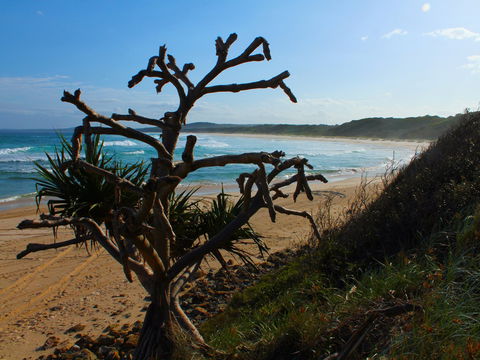 Clay Head - Palm Beach Accommodation 2