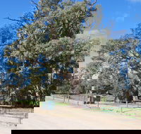 Giant Gum Tree - Palm Beach Accommodation