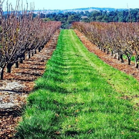 Hall Family Orchards - Palm Beach Accommodation 0