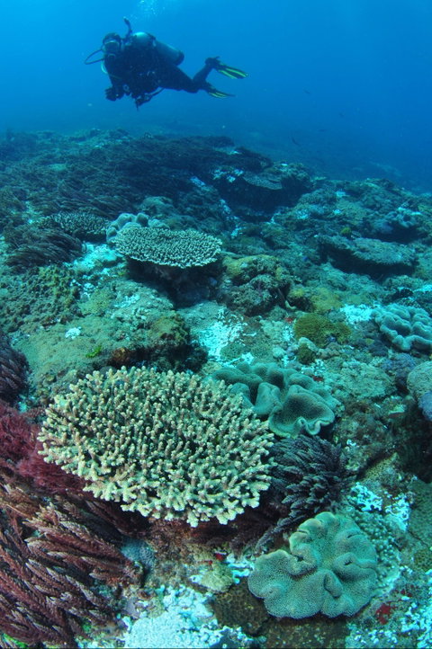 Hanging Rock Dive Site - Palm Beach Accommodation 0