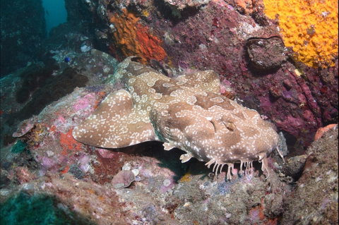 Hanging Rock Dive Site - Palm Beach Accommodation 1