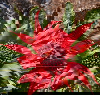 Inverawe Native Gardens - Palm Beach Accommodation