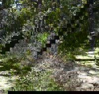 Karloo Walking Track - Palm Beach Accommodation
