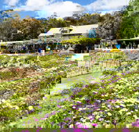 Kate's Berry Farm - Palm Beach Accommodation
