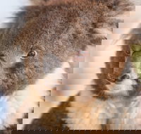 Kyabram Fauna Park - Palm Beach Accommodation