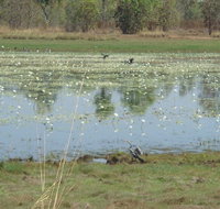 Leaning Tree Lagoon Nature Park - Palm Beach Accommodation