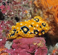 Magic Mountain Dive Site - Palm Beach Accommodation