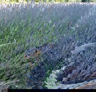 Melton - Palm Beach Accommodation