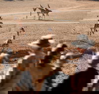 Monarto Safari Park - Palm Beach Accommodation