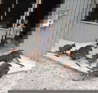 The Patriarch Wildlife Sanctuary - Palm Beach Accommodation