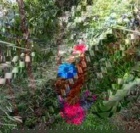 TreeTop Challenge - Sunshine Coast - Palm Beach Accommodation