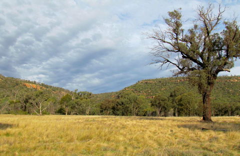 Weddin Mountains National Park - Palm Beach Accommodation 0