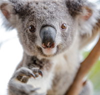 Wild Life Sydney Zoo - Palm Beach Accommodation